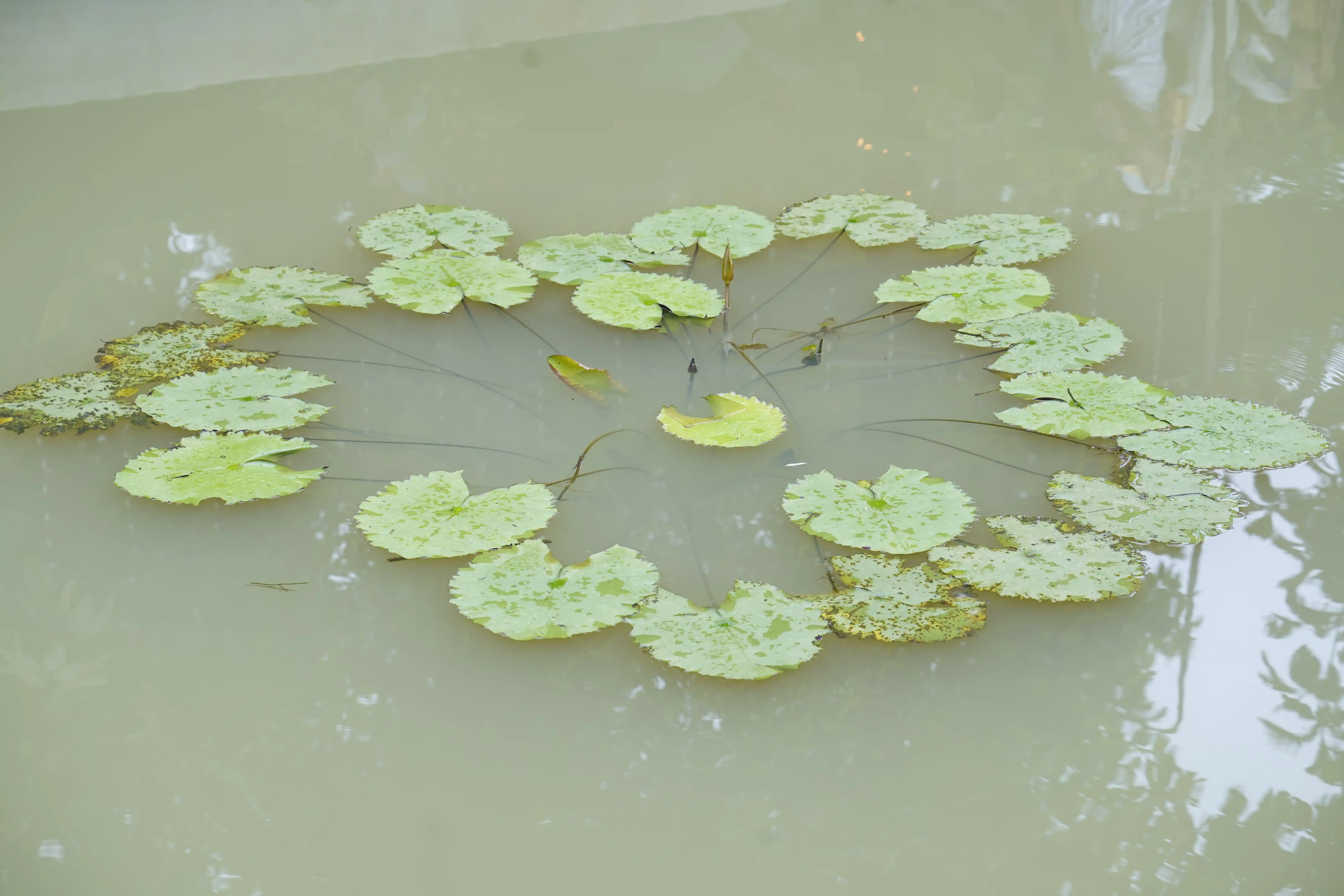 Sri Erattukalan Paradevatha Kshethram Pond